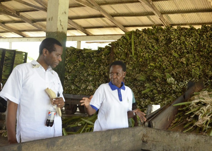 Patent for Groundbreaking Mushroom